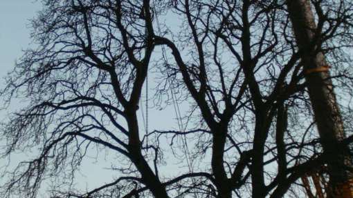 klimmend rooien van bomen met Stihl kettingzaag, hovenier Tilburg, wat zijn de kosten voor het verwijderen van bomen Eindhoven Waalre Son Nuenen Hilvarenbeek coniferen kappen
